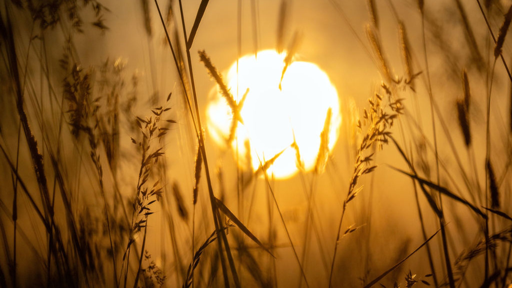 31.05.2025, Bayern, Buch: Die Sonne geht hinter blühenden Graspflanzen auf. Der Pollenflug von Gräsern ist nun besonders hoch, darunter leiden vor allem Allergiker. Foto: Pia Bayer/dpa +++ dpa-Bildfunk +++ | Bild: dpa-Bildfunk/Pia Bayer 31.05.2025, Bayern, Buch: Die Sonne geht hinter blühenden Graspflanzen auf. Der Pollenflug von Gräsern ist nun besonders hoch, darunter leiden vor allem Allergiker. Foto: Pia Bayer/dpa +++ dpa-Bildfunk +++